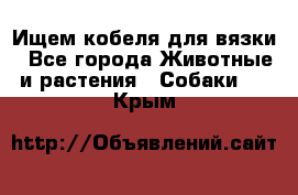 Ищем кобеля для вязки - Все города Животные и растения » Собаки   . Крым